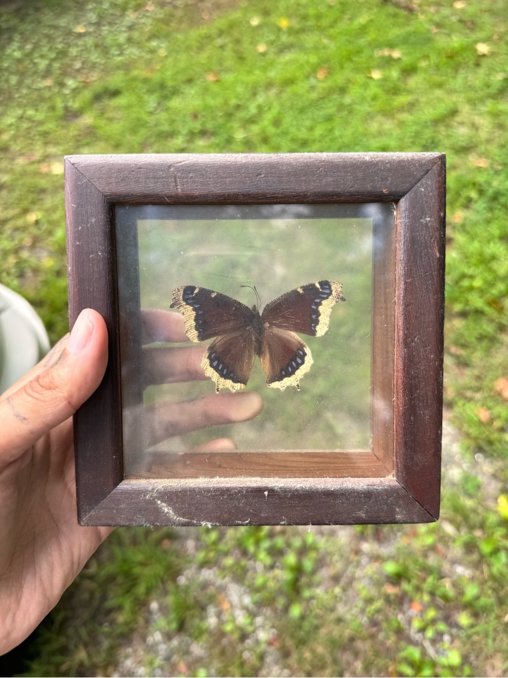 Framed Brown Butterfly Wall Accent - Unbranded